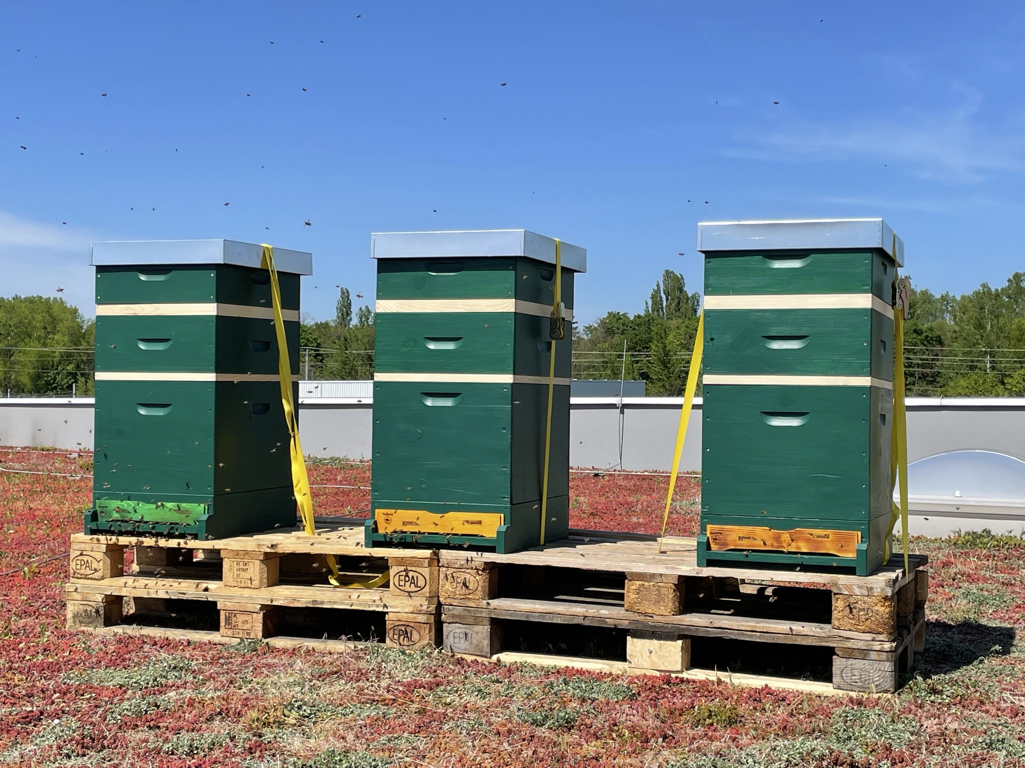 Die Bienen von Camfil als Teil der Camfil Caring Week