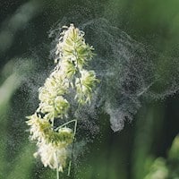 Pollenallergie im Frühjahr ist eine Belastung für Allergiker