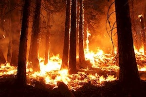 Filtration des fumées de feux de forêts : les solutions