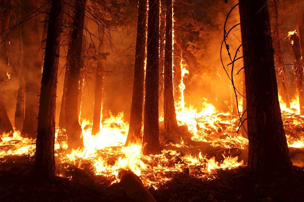 Wildfire 1105209