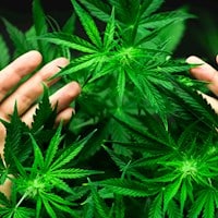 Solución-contra-olores-para-el-cultivo-de-cannabis-medicinal