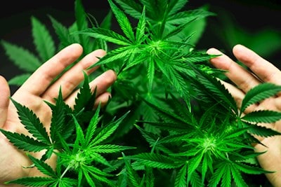 医用大麻的异味净化 Camfil 医用大麻的异味净化 Camfil