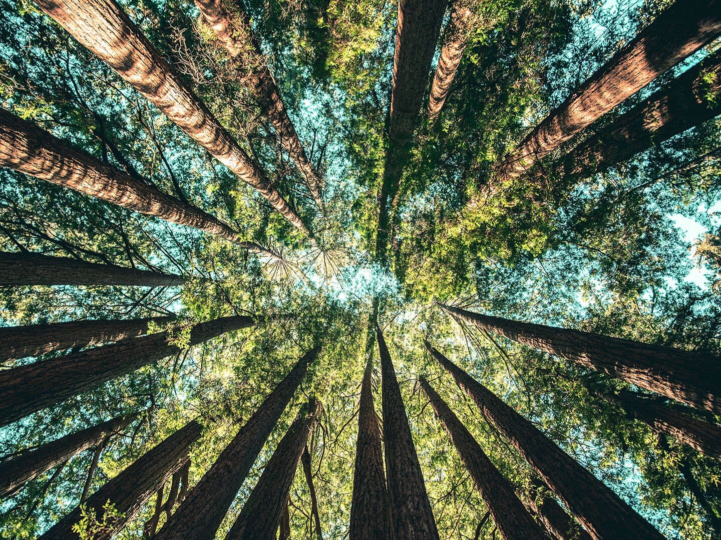 Trees in a forest