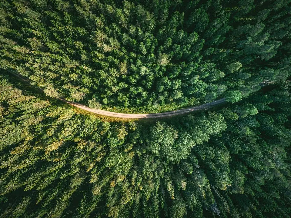 Road surrounded by forest from areal view
