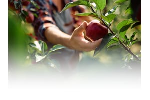 PT_Product-Type Post harvest