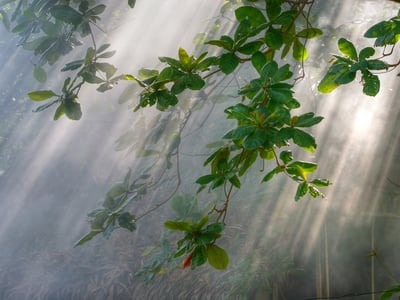 Coastal Tropical Application