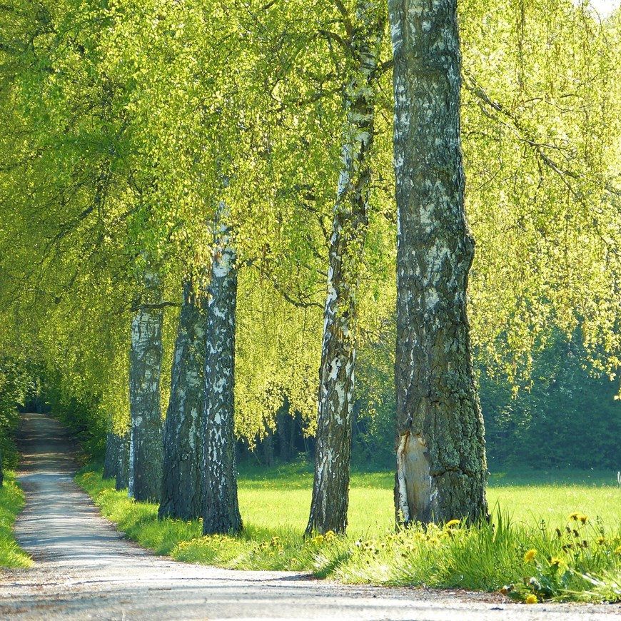 road leading into forest with large trees